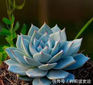 高颜值|5种高颜值多肉,易徒长“穿裙子”,新手花友慎养!