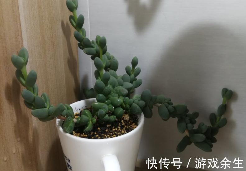 该怎么将鹿角海棠养成老桩？掌握住这些“修剪要领”就能实现