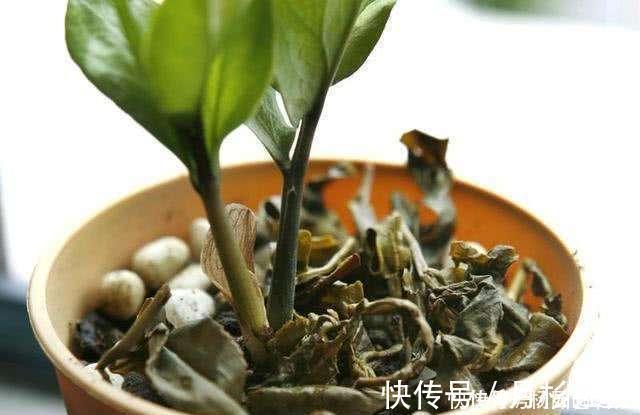 茶叶渣直接倒了真可惜,不如这样处理,当成养花肥促进开花