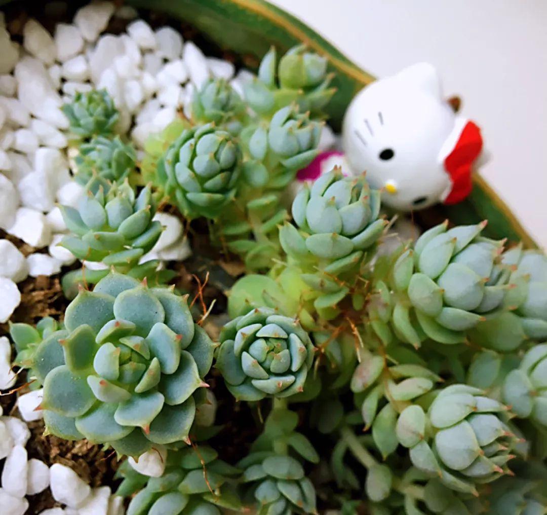 他家养的多肉盆栽，一棵能冒8个头，半年疯长100盆绿植