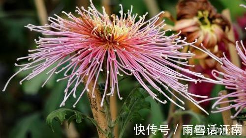 七绝!诗词七绝《冬菊》