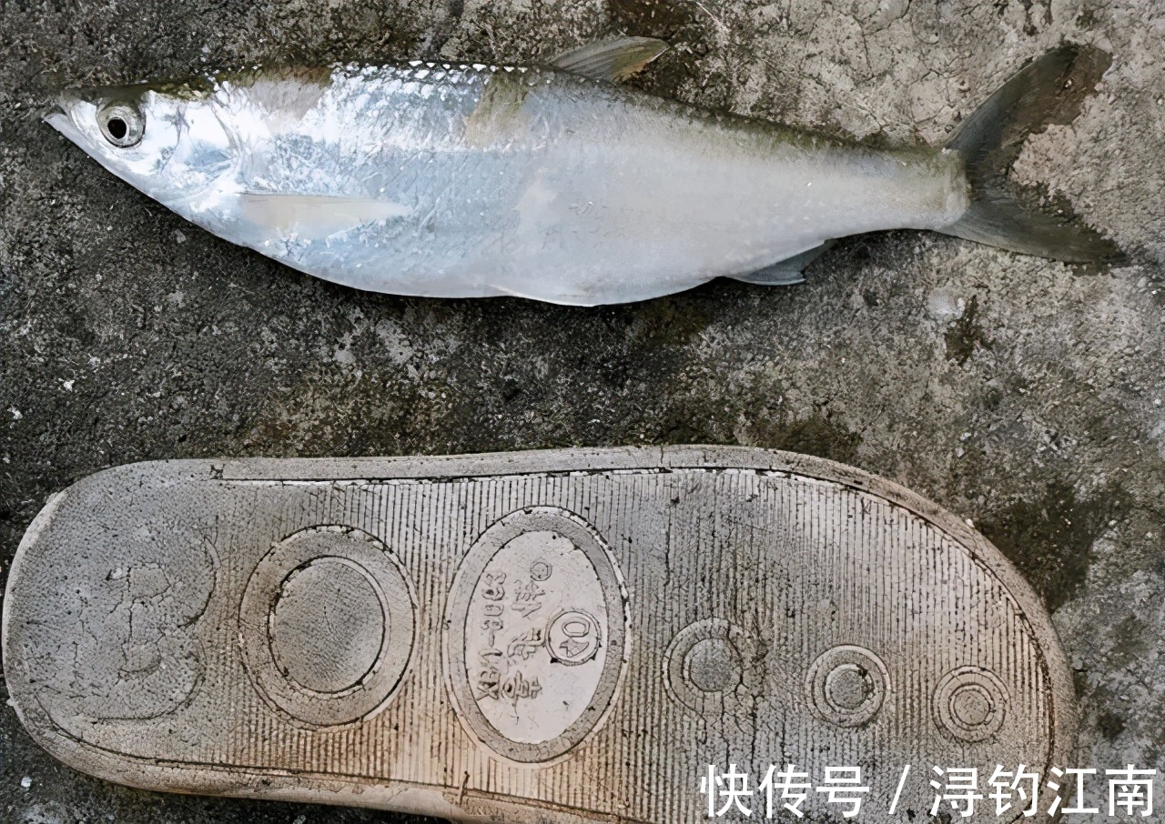 “白条老祖”！安徽一男子钓获“罕见”白条，和拖鞋一样长