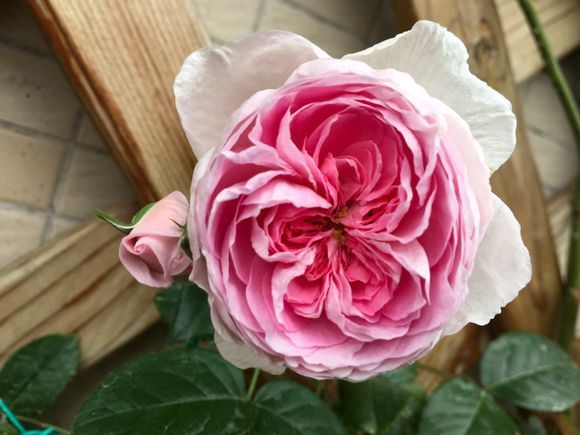 植株|夏季养花一浇水就死,一施肥就烂根重点在这里,促休眠3点措施