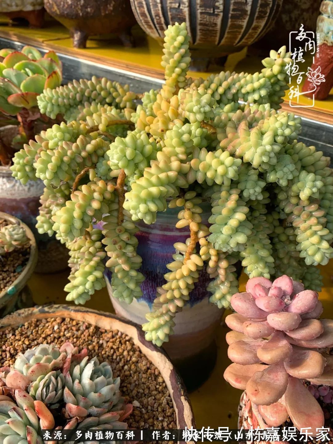 大棚|多肉住进暖棚,坦然越冬,放肆浇水,这个冬天有点甜!