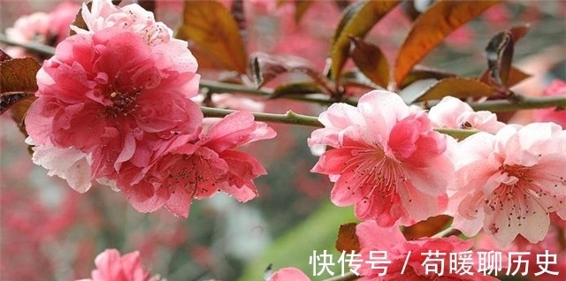 汉武帝!李商隐碧桃二首,遇见一个人,牵起前生今世