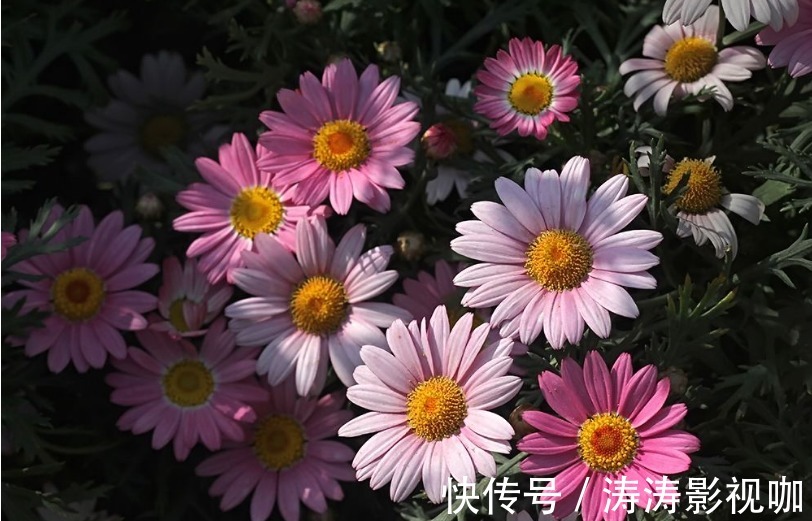 喜欢养花,不如养盆朱顶红,开花一朵“三色”超美超大气