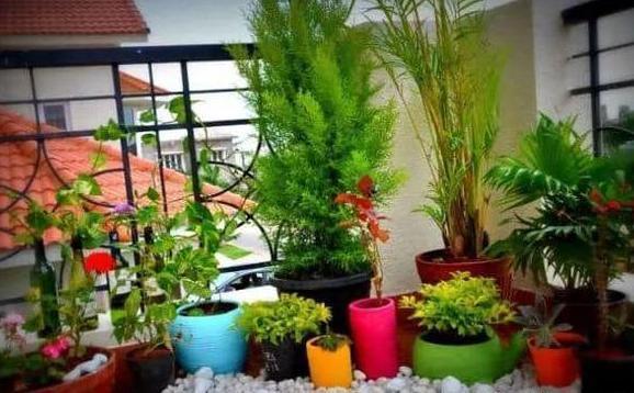 盆栽养花小技巧碰到难题别退缩,学会4招就可轻松解决掉