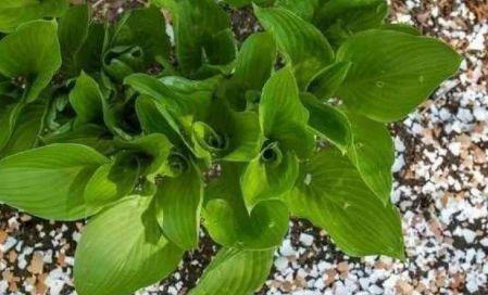 盆土里掺这2样东西,不用施肥,花都长满盆!