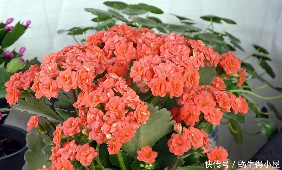 这5种花的养护方法，日照水肥处理好，花就长得好