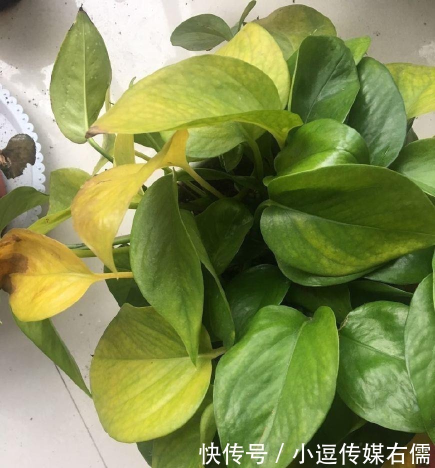 富贵竹|绿萝、富贵竹叶子发黄?听内行人说才晓得,是放错了位置