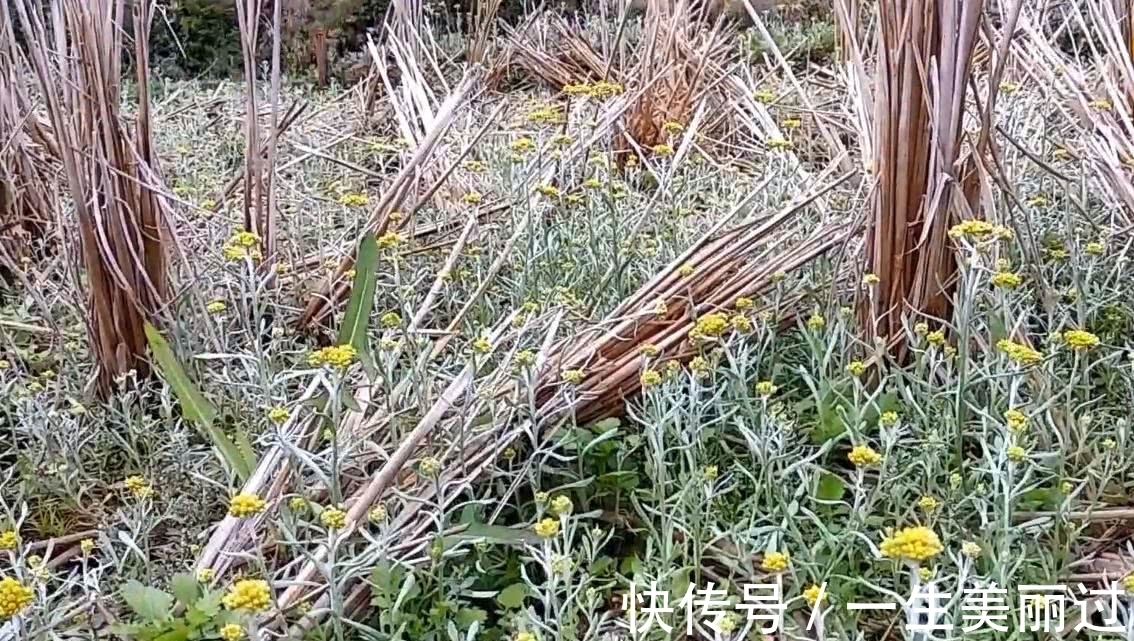 药用价值|田野里面开着小黄花的野菜,可制作一种美味小吃,有一定药用价值