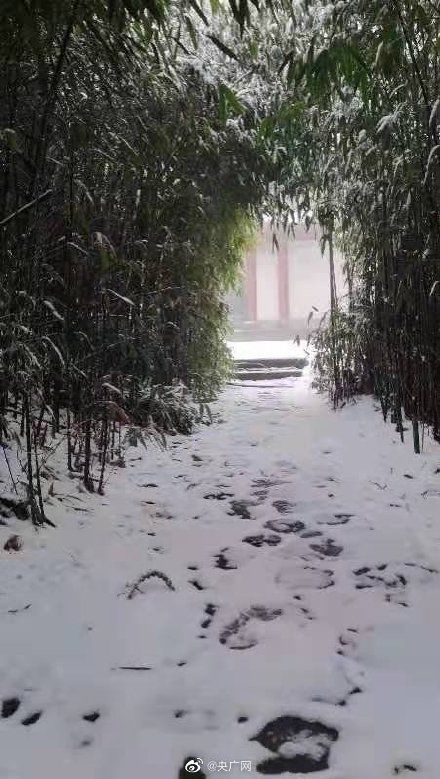 金佛山|重庆金佛山迎来12月首场大雪