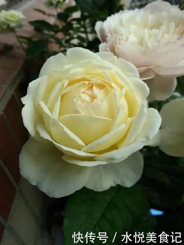 22种最漂亮的月季,一次能开300天,满屋飘香开花多