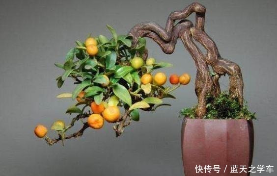 观果类|这个盆景和金弹子一样漂亮,就是还没开始养,市场前景好,能收藏!