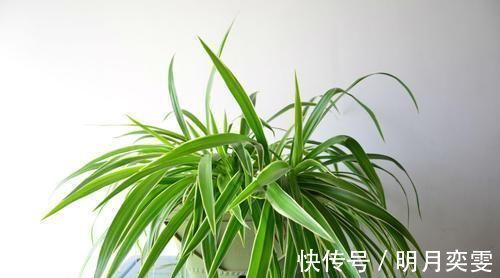 观赏价值|室内采光不够，养花就挑耐阴花，呼呼爆盆