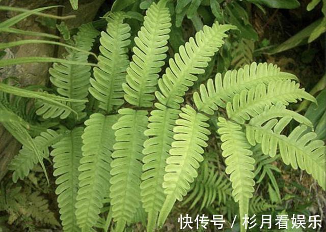 植株|它在井边生长,拔1棵长1棵,繁殖速度快,人称“井边草”,珍贵!