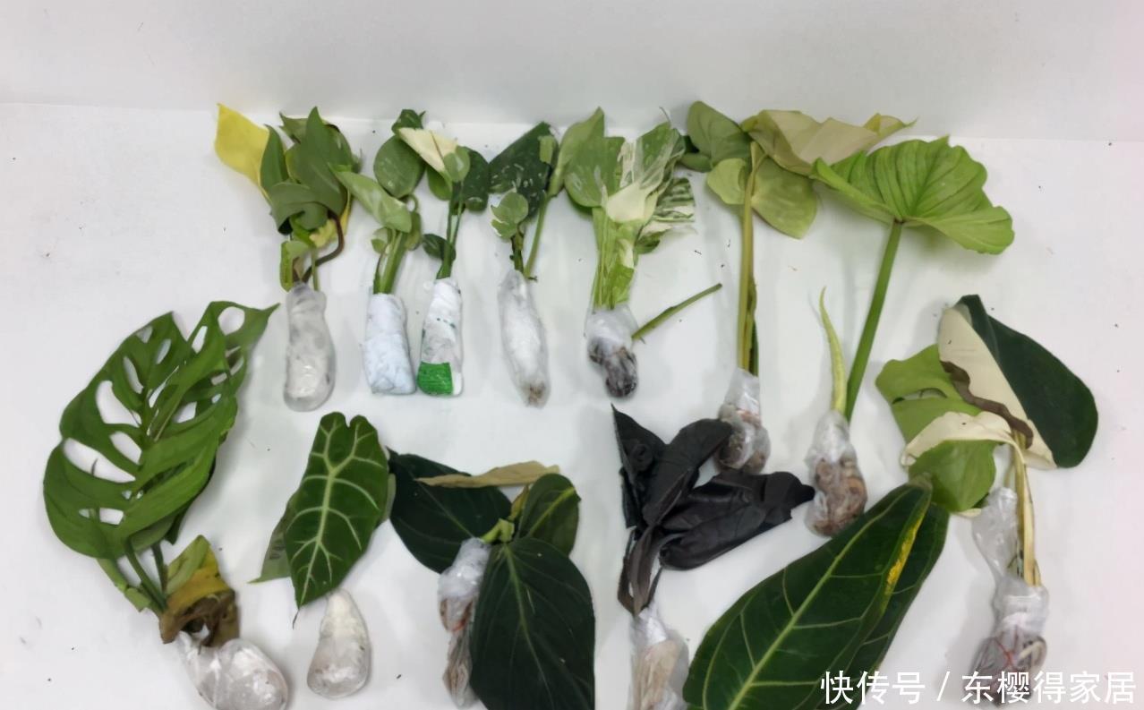 养花得遵守“规则”,知道哪些“底线”不能踩,什么花不能栽?