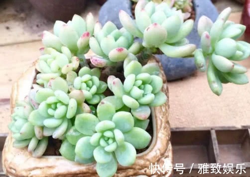 多肉凝脂莲叶片发软怎么办教你3个小妙招,叶片挺拔紧致更美观