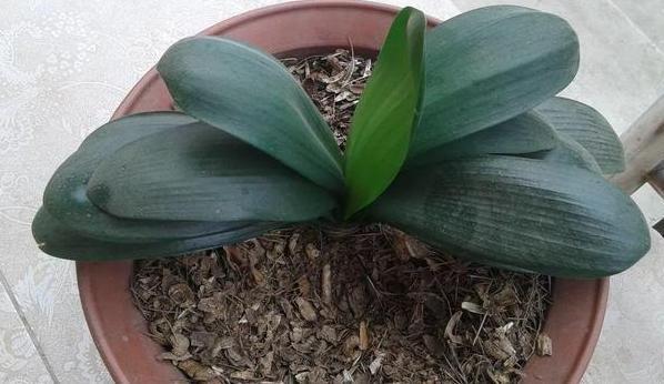 3种垃圾''一文不值'',却对养花有用,可让植物叶片又绿又肥