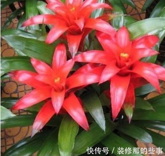 世上公认最美的3种花,谁见了都喜欢,美不胜收,你养了吗