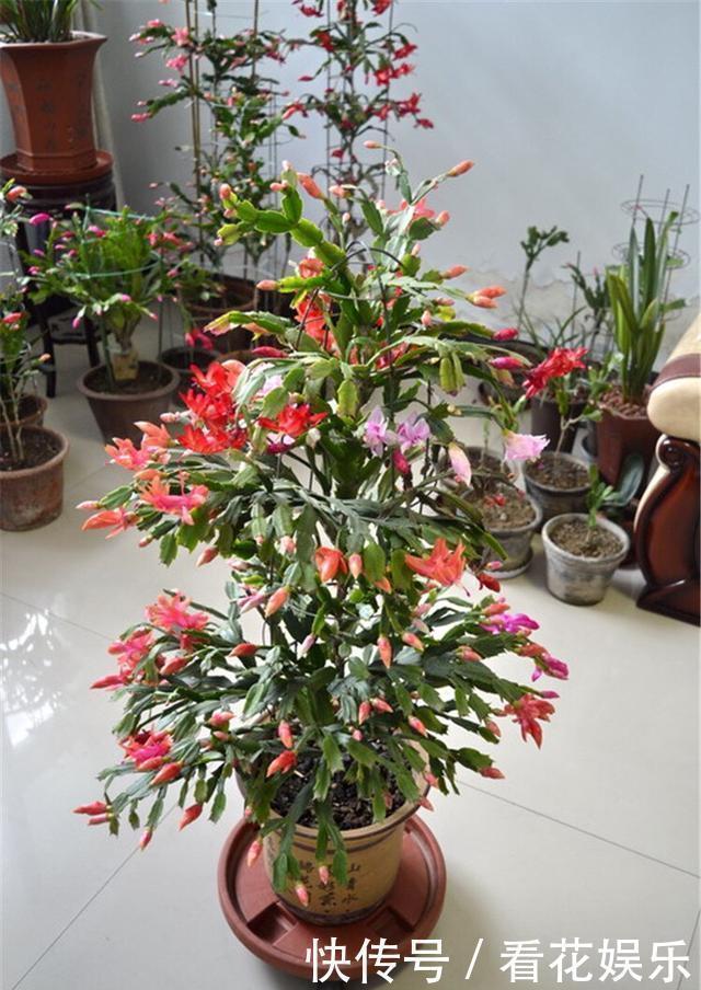 嫁接的蟹爪兰怎么养做到这“一点”,开成一棵花树,层层都是花