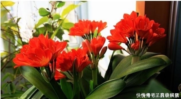 养花|家里养花不要瞎眼！这6种花旺财又养人，有2种花是大忌！