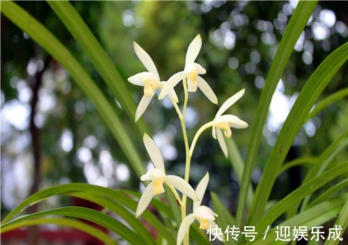 阳光|盆栽建兰如何养教你3个养护建兰的小妙招,花开淡雅又芳香