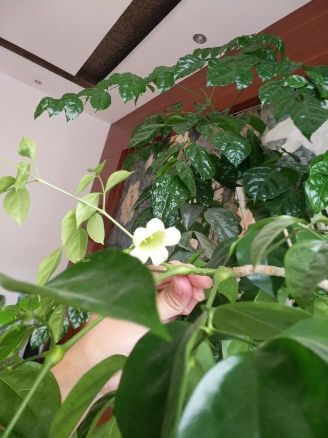 大气|“懂花人”给客厅养4种花,美观大气、旺运招财,养好还“开花”【一点资讯】