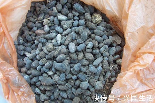 养花有必要加“底肥”吗老花匠教你这样做,植物根系又粗又壮