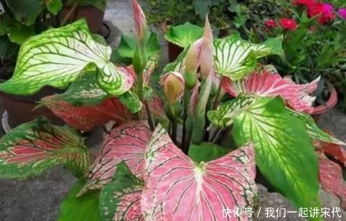 4种花美得让人毫无抵抗力,花大色艳,全年开花不断!