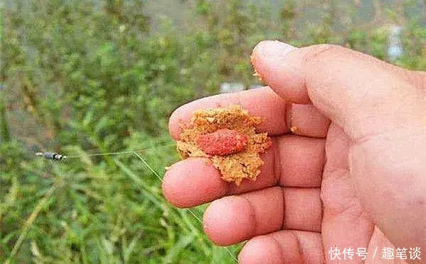 野钓经验谈之四 鲫鱼最爱吃的饵料 别担心你我都有