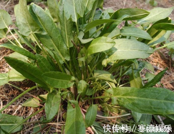 酢浆草|乡下俗称“金不换”的植物,比醋还酸,市场价值却很高,价值珍贵