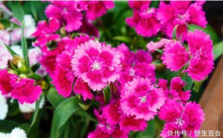 几种花深受花友的喜欢,好养漂亮花期长,你养了吗?