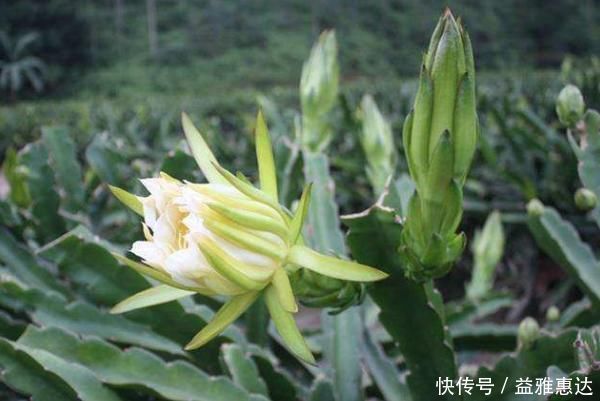 强身健体|中医提醒:咳嗽老不好,路边霸气的花摘回家泡水喝,止咳有奇效