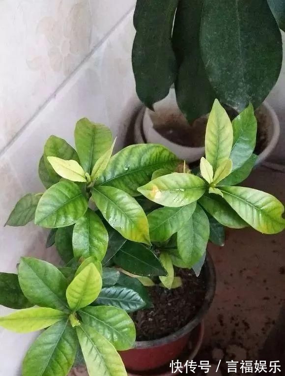 总烂根黄叶,盆里撒一把它,不管多难养,很快能冒芽冒花!