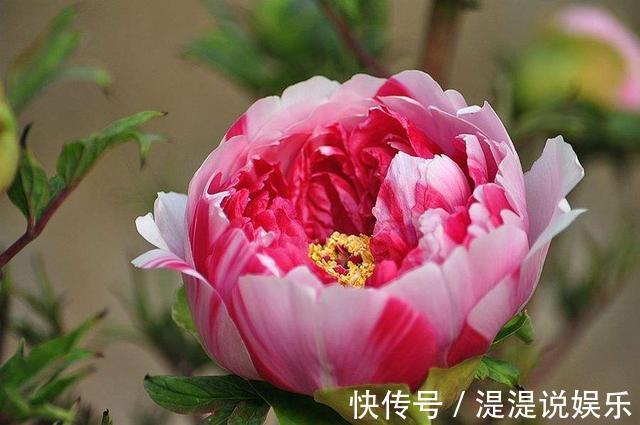 冬天|古代养花有“催花术”，土窖里烧点火，牡丹冬天都能开花