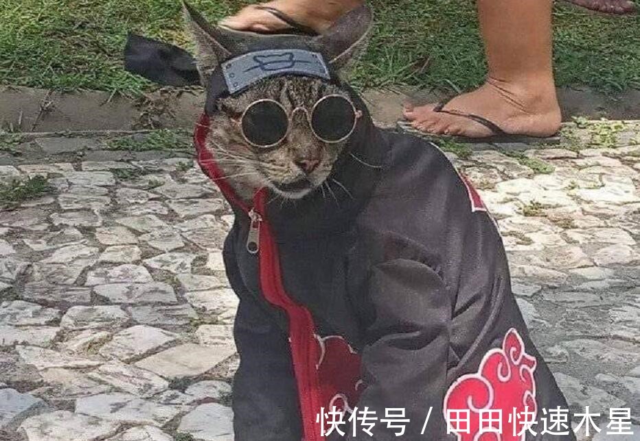 我爱罗|当猫cosplay《火影》,认出斑爷,认出鼬,能认出小樱吗