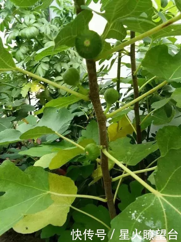 1根枝条插土里，10天生根，来年结果，一结一箩筐，吃不完！