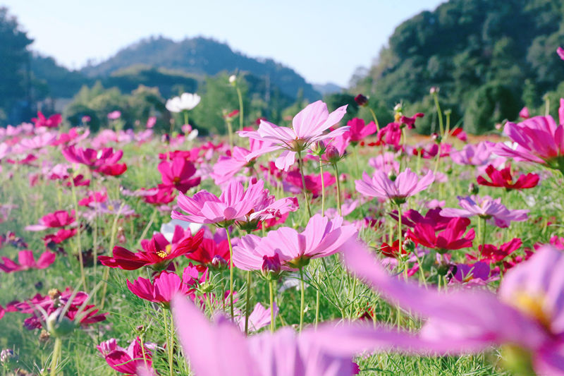 硫华菊|小镇花海惊艳上线，喊你来打卡~