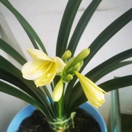 君子兰还不抽箭？“戴个帽子”最好使，坚持20天，开花太容易