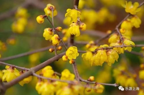 老年|上海这些赏梅地！有空时不如去逛逛爱申活暖心春