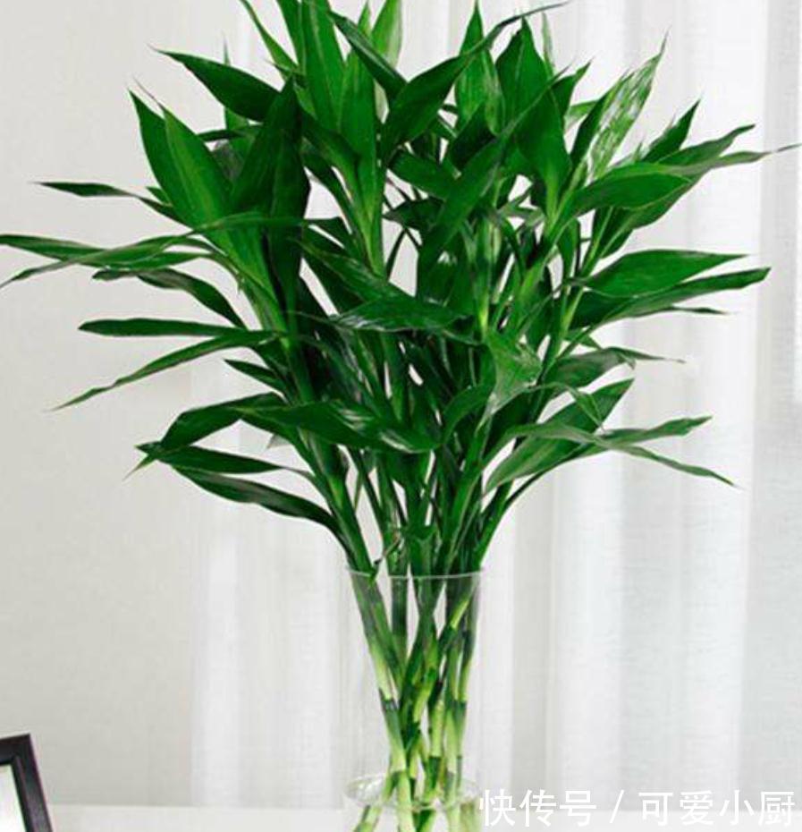 几种花难过冬季坎，黄叶烂根不生长，秋冬买花忽略它