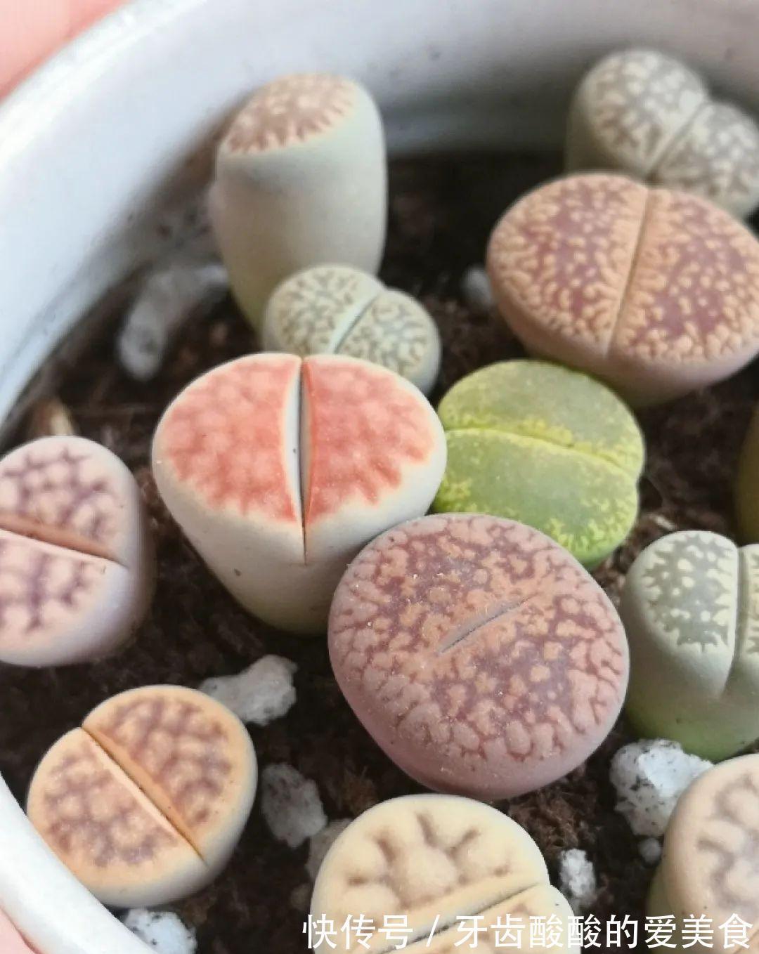 1个盆里塞800棵多肉,鼓到爆炸,看都不敢看