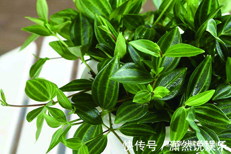 养花|喜欢养花,不如养盆钻石翡翠,青翠光润,沁人心脾