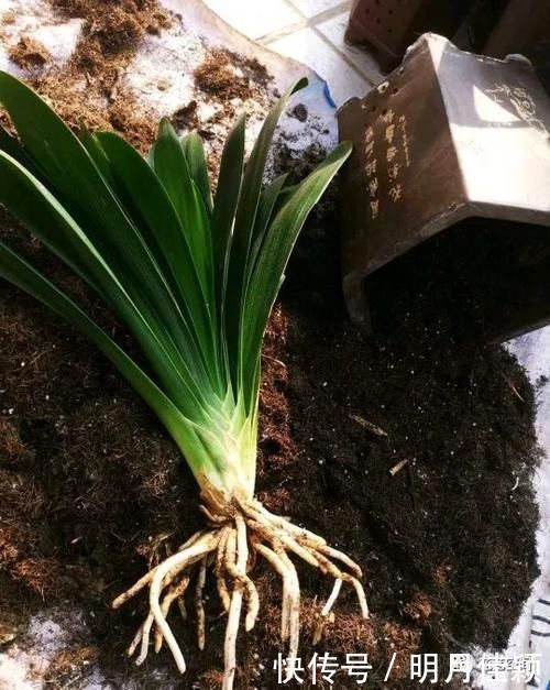 君子兰发财树天竺葵三角梅|这5种懒人方法,养君子兰发财树天竺葵三角梅都行,养花人需知