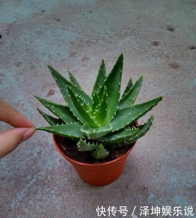 爆盆|芦荟长爆盆了怎么办简单1个技巧,一盆养出20盆,侧芽多成老桩