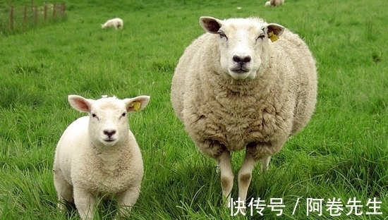 姻缘|讨人欢心的生肖羊,在下半年姻缘树果实满满,桃花朵朵开