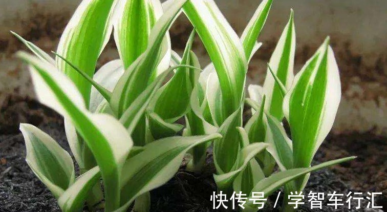 3种花,喜欢“剪秃头”,越剪越茂盛,现在动手刚刚好!