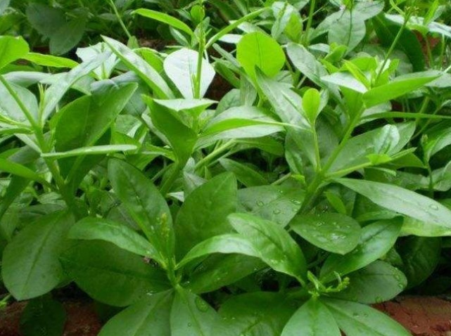 骨质疏松症|冬天可常食此菜,多给孩子吃,气血足了,补钙质,个头超过同龄人