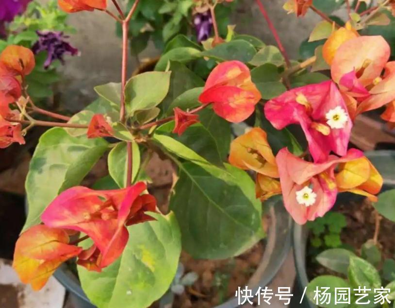 秋天养花怕出现“空盆”？做好4件事，植株有精神，枝叶绿